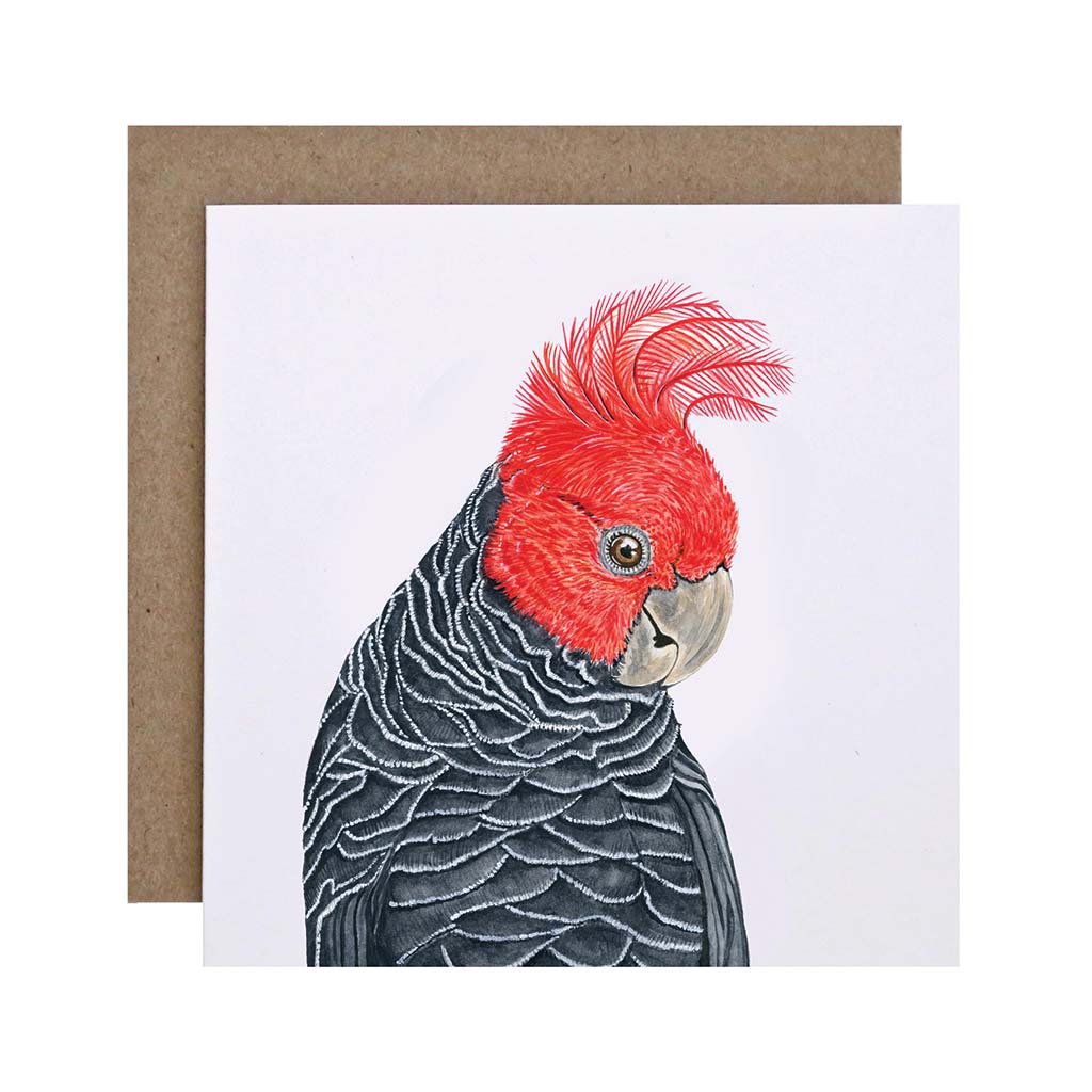 four square white greeting cards with australian birds gang-gang cocktoo major mitchell's cockatoo sulphur crested cockatoo red-tailed black cockatoo watercolour artwork and recycled kraft envelope