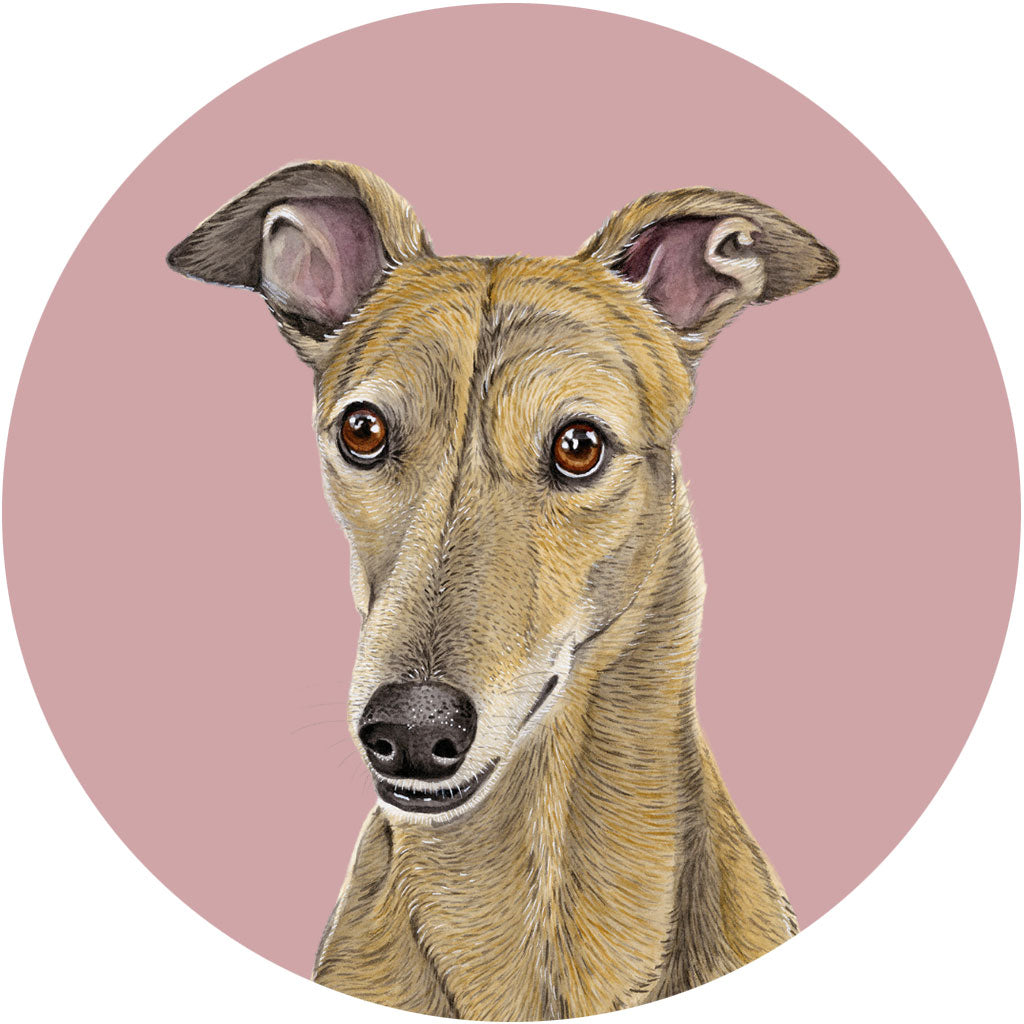Shirley the Greyhound