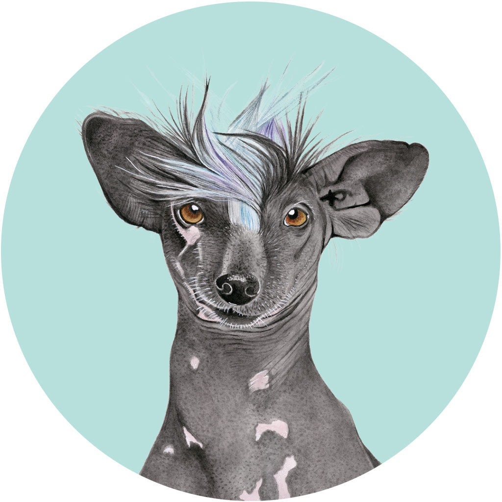 Tempeh the Chinese Crested Dog