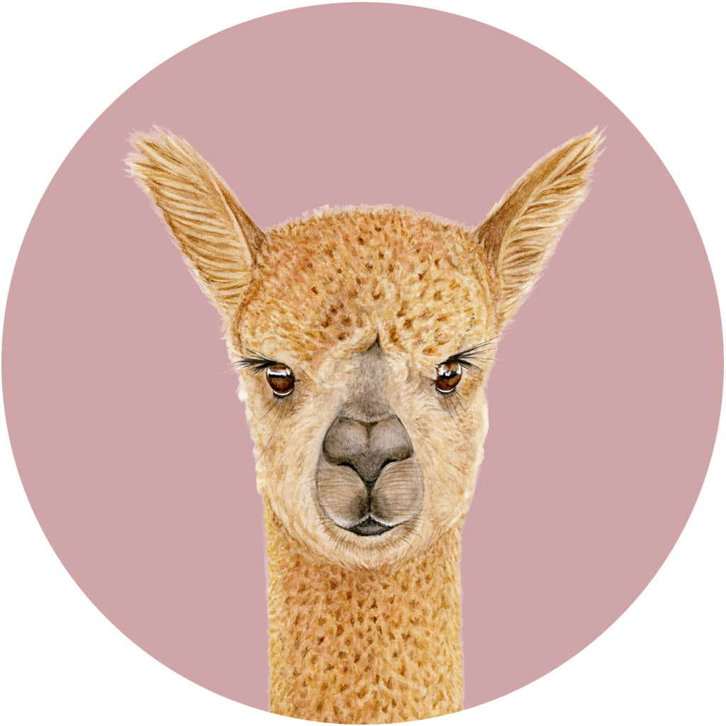 Alice the Alpaca