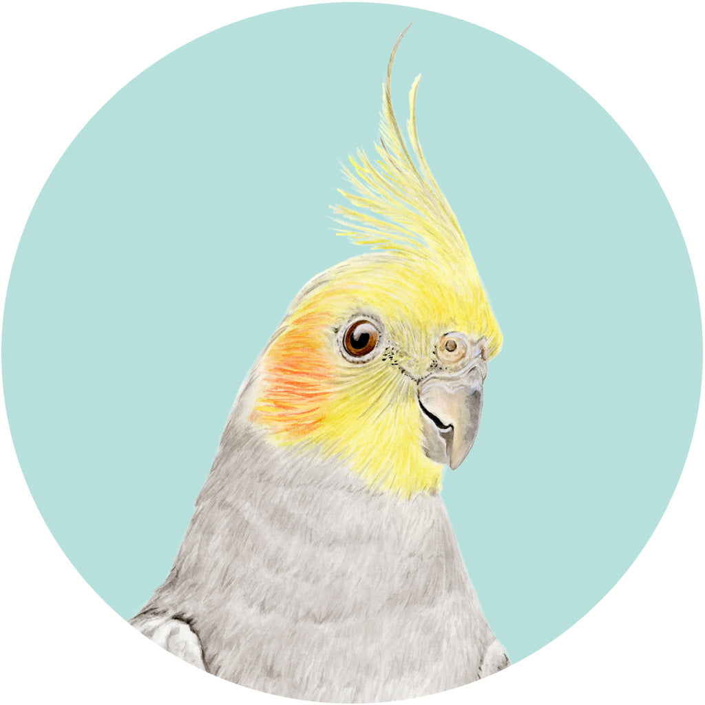 Colin the Cockatiel