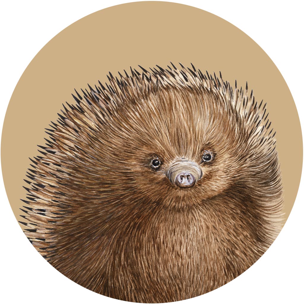 Eddie the Echidna