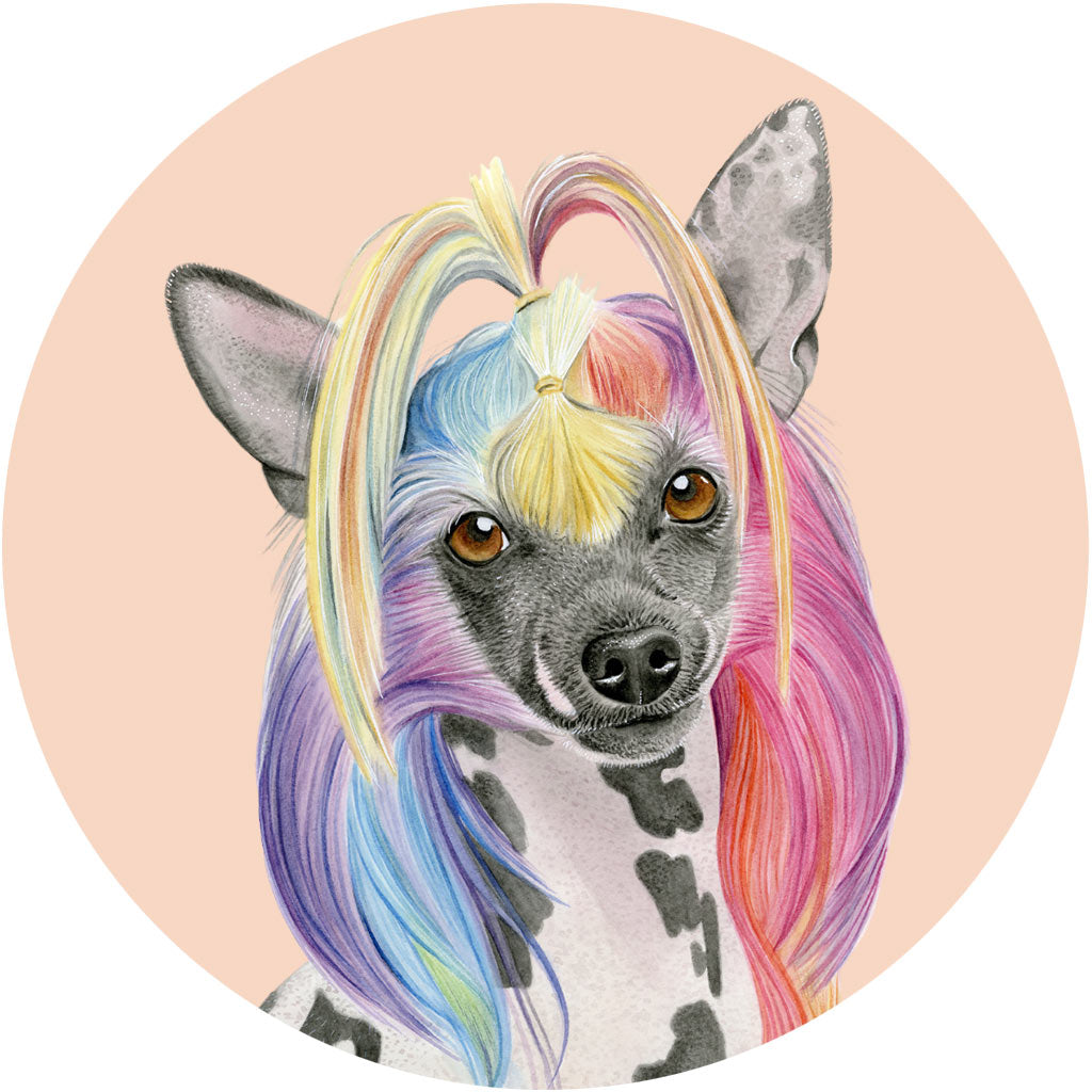 Tofu the Chinese Crested Dog