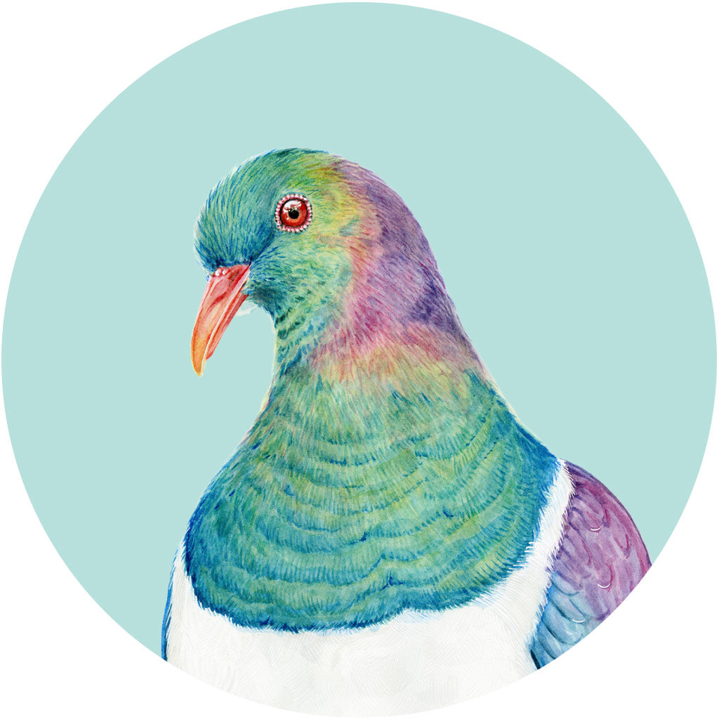 Kiri the Kereru