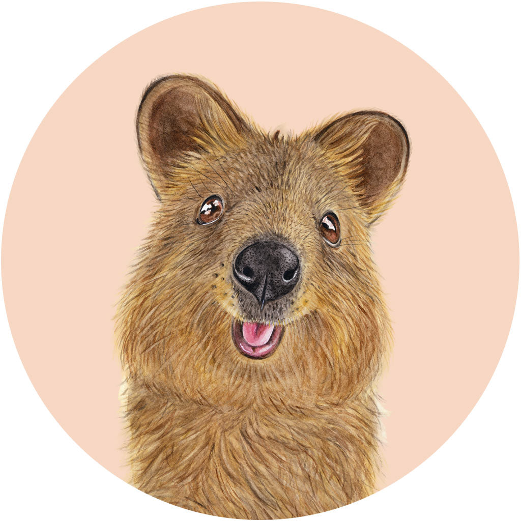 Quentin the Quokka