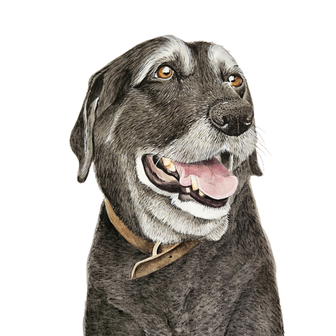 Pet Portraits