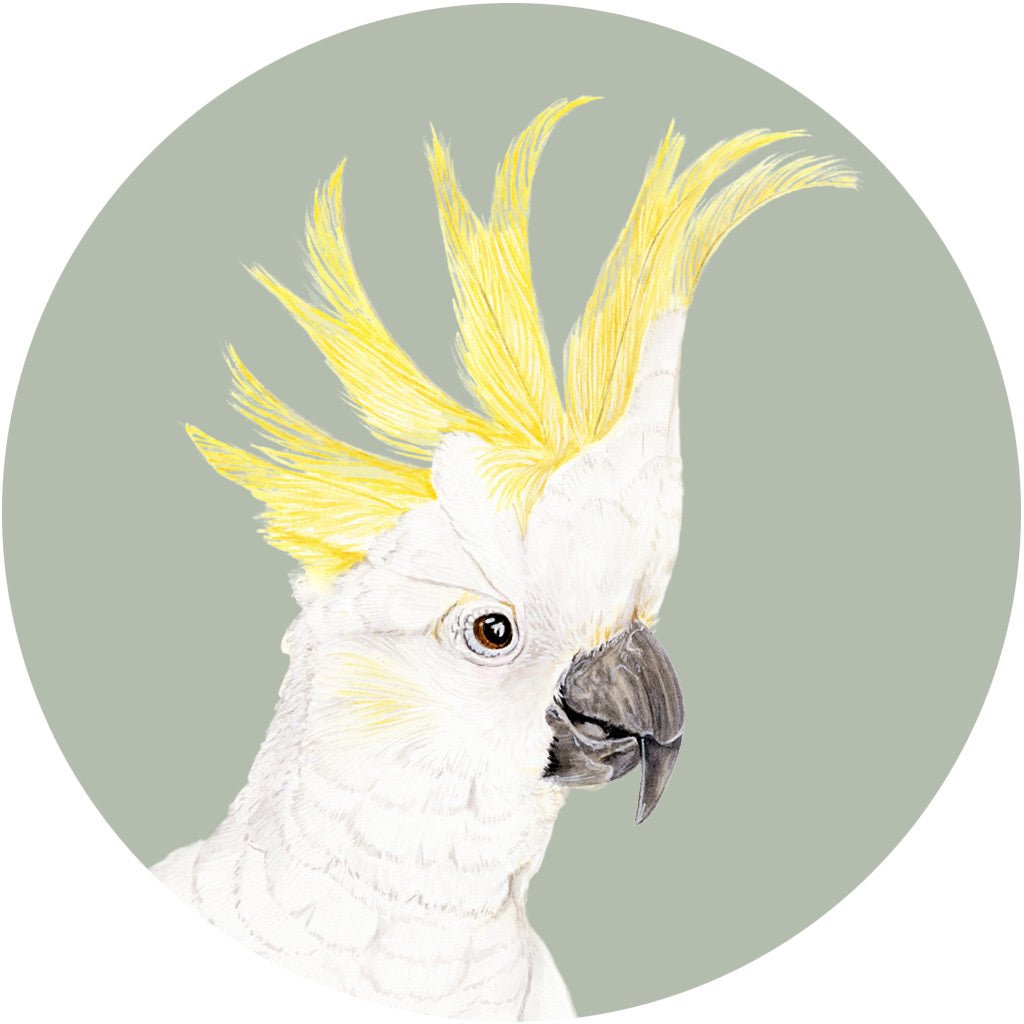 sulphar-crested-cockatoo-watercolour-illustration