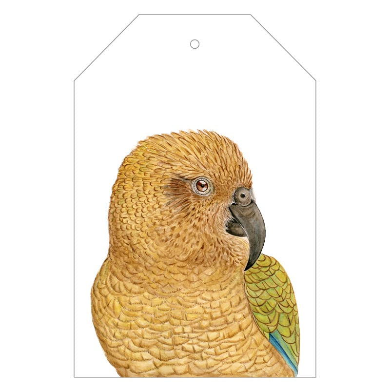 kea parrot new zealand bird painted on gift tag with twine string on green background