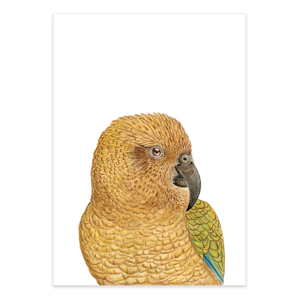 new zealand kea parrot watercolour artwork print