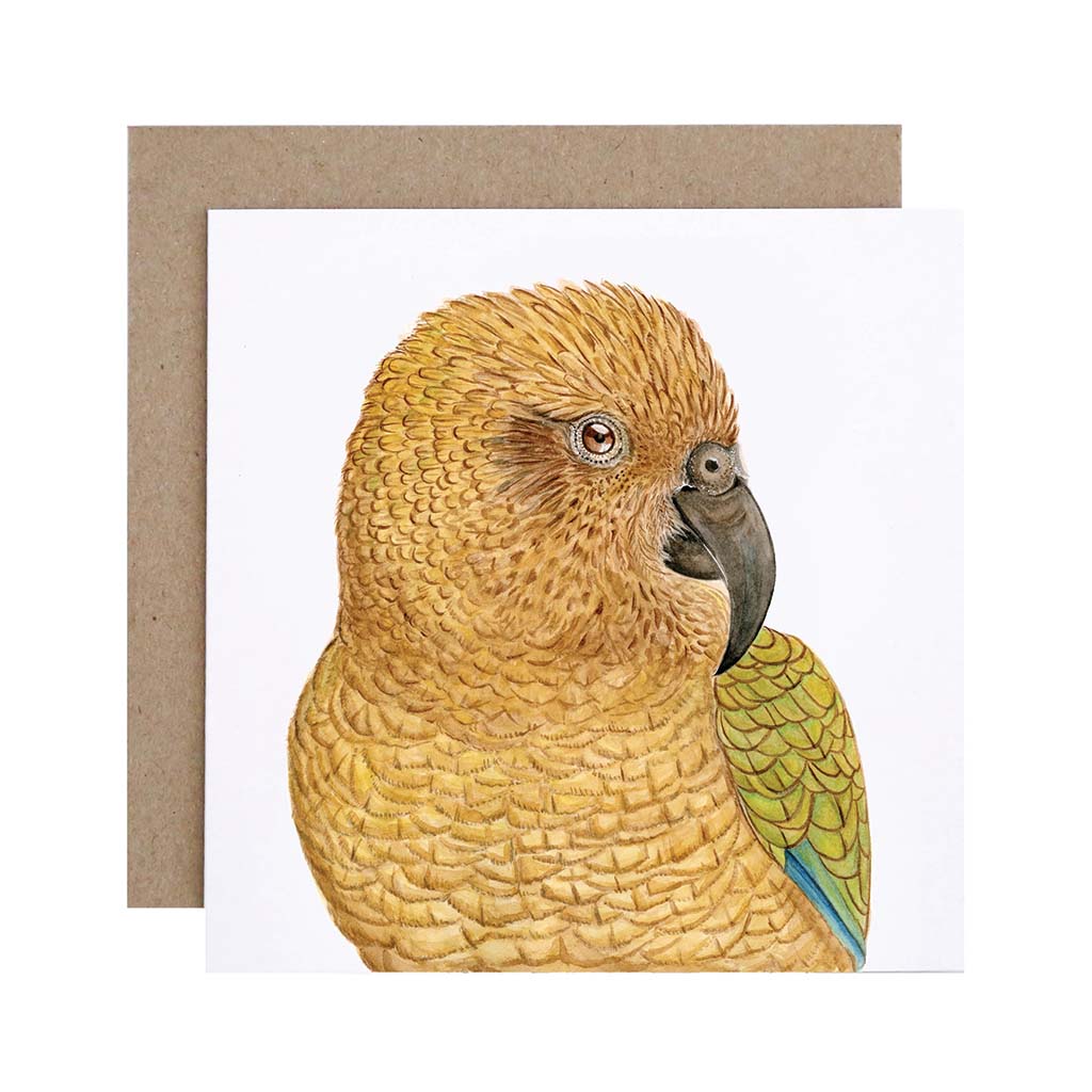 four square white greeting cards with new zealand animals kea parrot kereru tuatara kiwi watercolour artwork and recycled kraft envelope