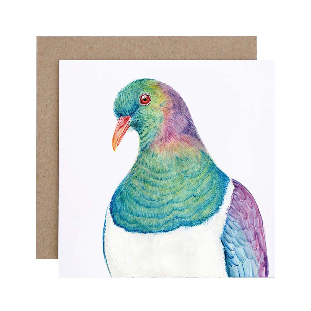 Square white greeting card with kererū new zealand pigeon watercolour illustration and recycled kraft envelope