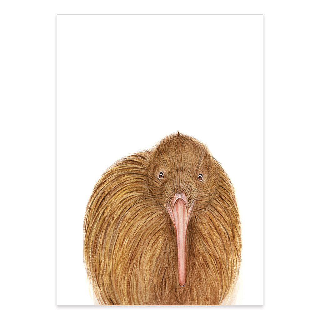 new zealand kiwi bird watercolour artwork print