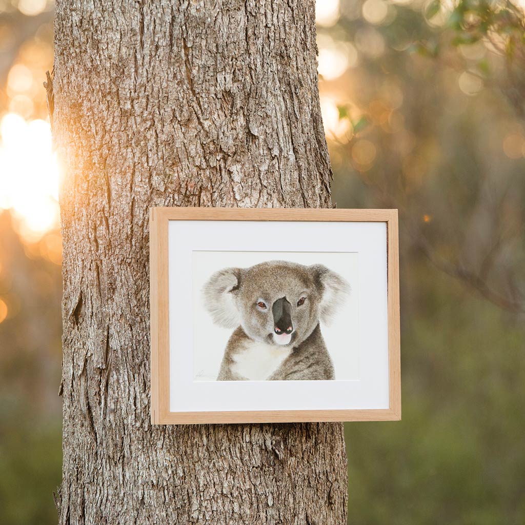 koala watercolour artwork framed in timber frame hanging from a tree in australian bush