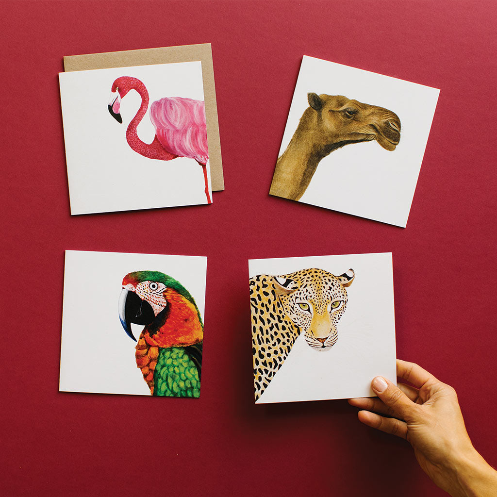 four square white greeting cards with safari wild animals flamingo camel macaw leopard watercolour artwork and recycled kraft envelope